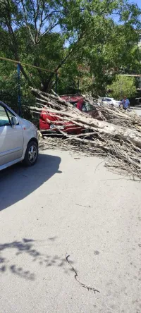 В Керчи дерево упало на машину