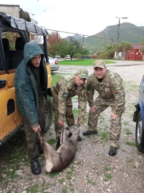 Новости » Общество: В Крыму спасли косулю от укусов бродячих собак