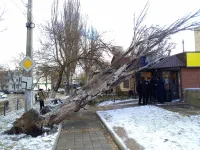 Вчера на Курортной ветер повалил три тополя