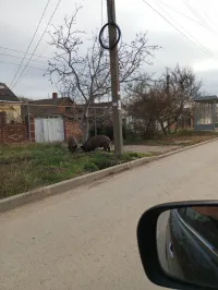 На улице Шевякова в Керчи замечены дикие животные