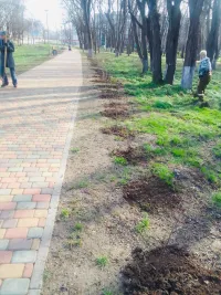 Новости » Общество: Подарок керчанки городу: в Казенном парке высадили 18 саженцев сирени